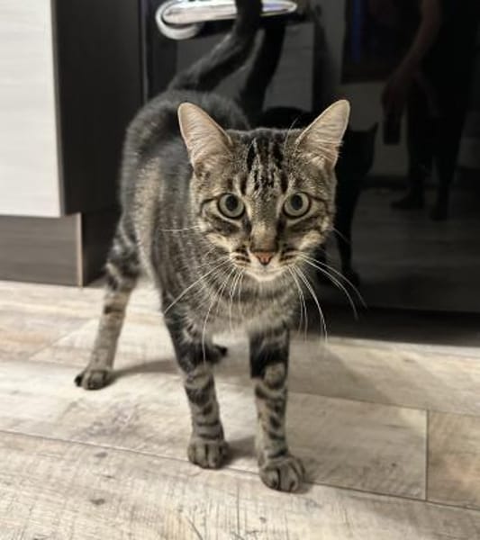 Roy sucht mit Garten oder Freigang