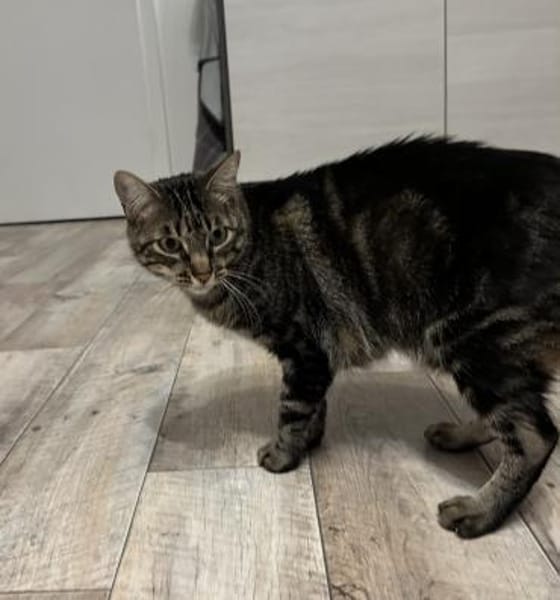 Roy sucht mit Garten oder Freigang
