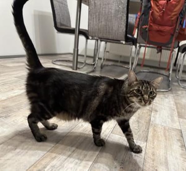 Roy sucht mit Garten oder Freigang