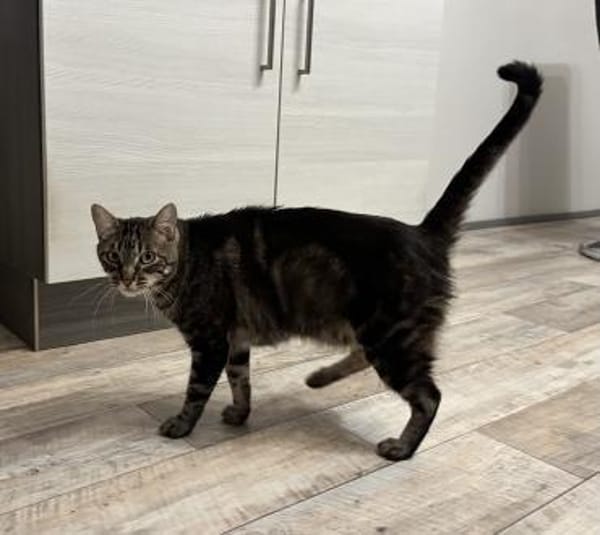 Roy sucht mit Garten oder Freigang