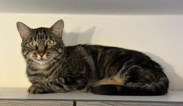Roy sucht mit Garten oder Freigang
