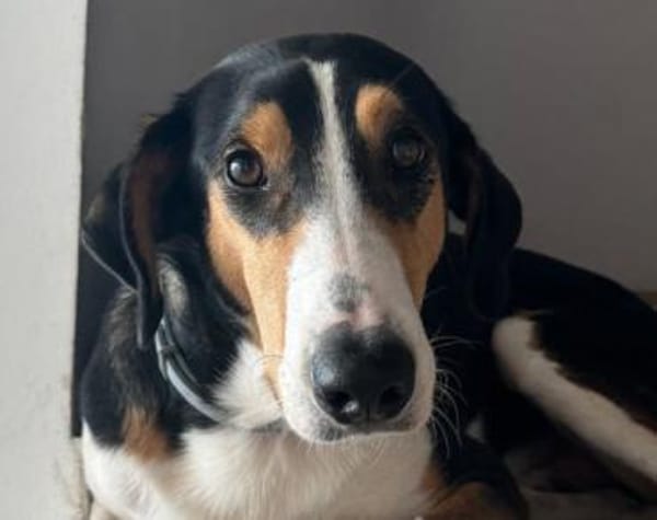 Bobi 💗 wartet in 99718 Greussen