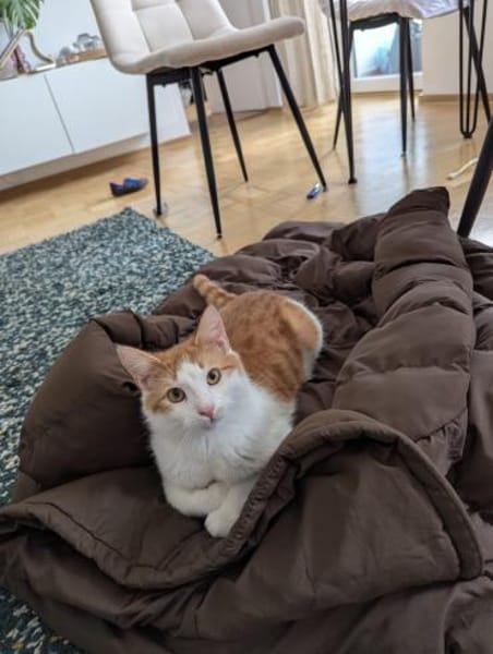 Zuhause gesucht für Karolka u Stefan