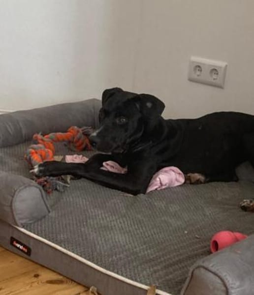 Dolly 💜💜💜 sucht sicheres Zuhause