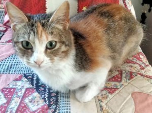 Wer gibt verspielter Martina ein Heim?