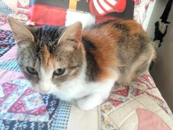 Wer gibt verspielter Martina ein Heim?