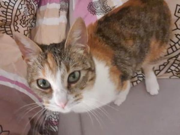 Wer gibt verspielter Martina ein Heim?