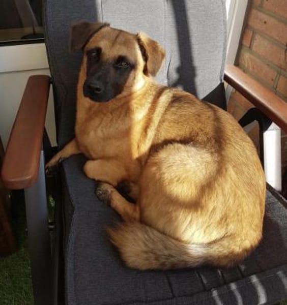 JOSHI auf der Suche nach seinem Glück!