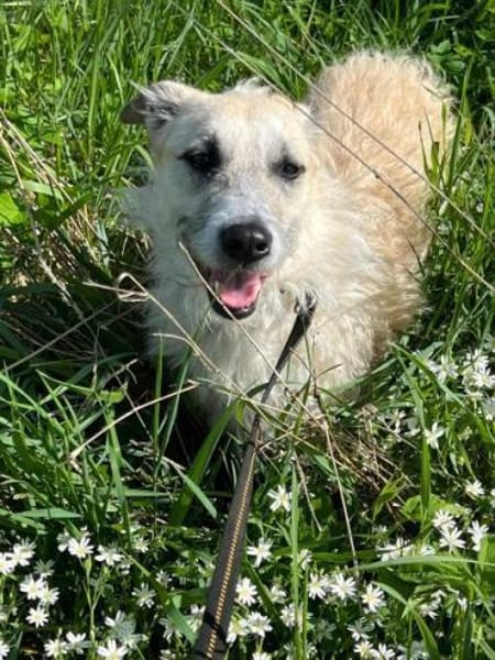 MILLY -offen, lernbereit & schlau-