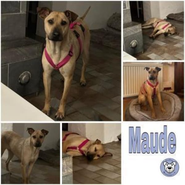 MAUDE -sucht hundeerfahrene Menschen-