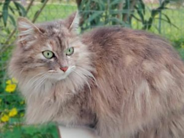Verschmuste Iside sucht Traumzuhause