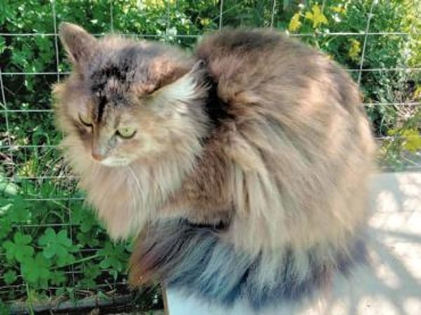 Verschmuste Iside sucht Traumzuhause