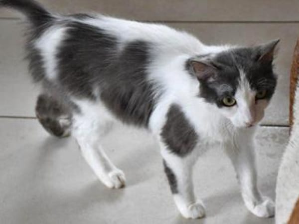 Zuckersüße Pioggia sucht Zuhause