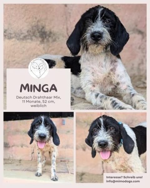 Minga: Deine neue beste Freundin