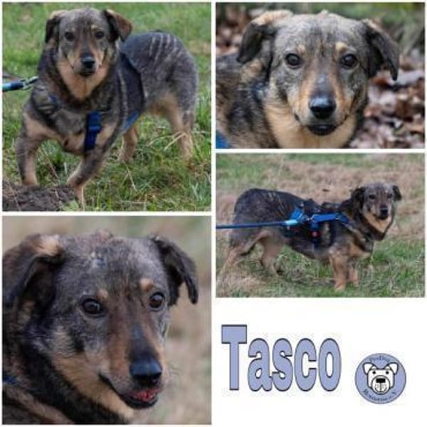 TASCO -perfekter Zweithund-