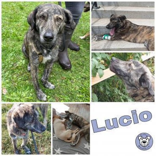 LUCIO * großer Bub sucht Vorbild