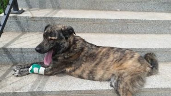 LUCIO * großer Bub sucht Vorbild