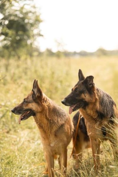 Norah und Novelle