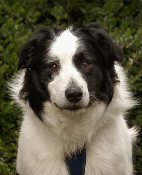 Herzenshund gesucht?Oreo wartet auf dich
