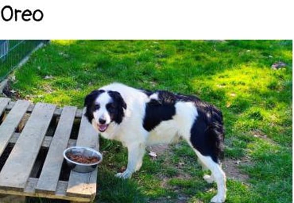 Herzenshund gesucht?Oreo wartet auf dich