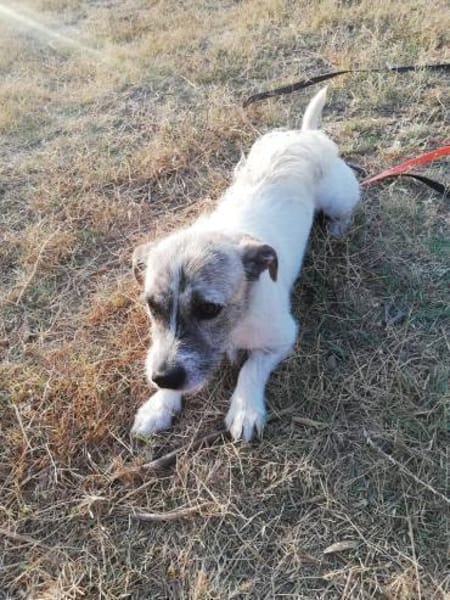 Terrier Mix Oskar sucht seine Menschen