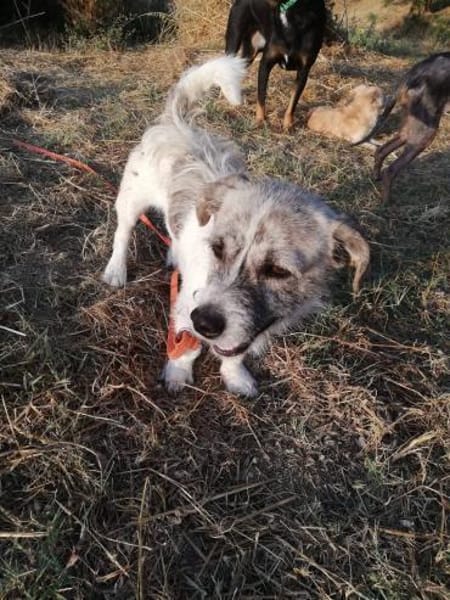 Terrier Mix Oskar sucht seine Menschen