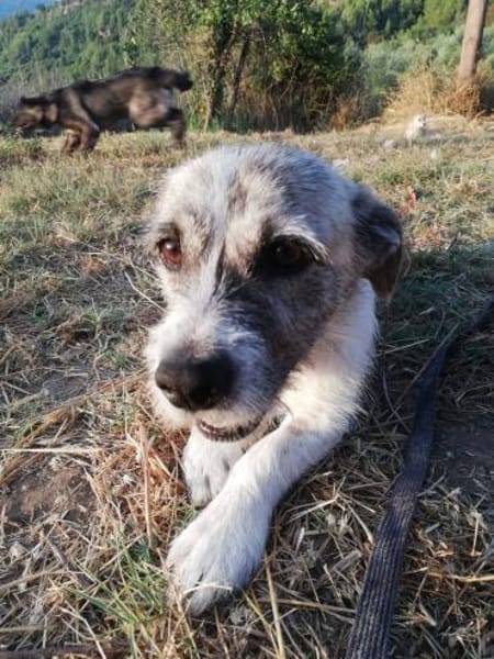 Terrier Mix Oskar sucht seine Menschen