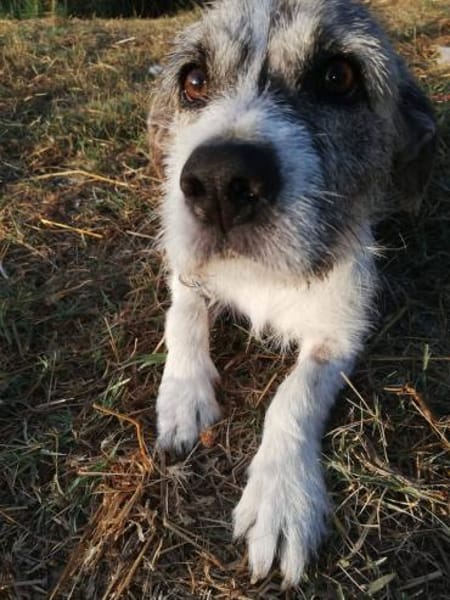 Terrier Mix Oskar sucht seine Menschen