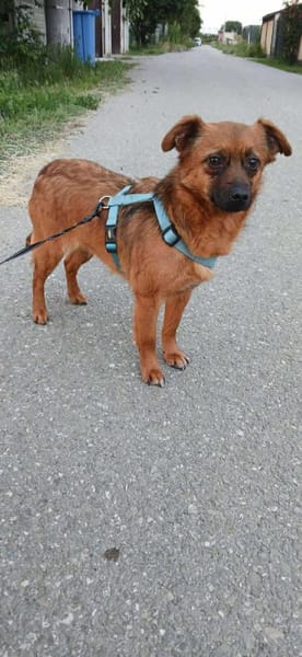 BUDDY - einfach nur ein Schnucki