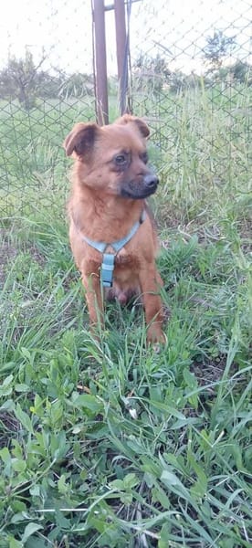 BUDDY - einfach nur ein Schnucki