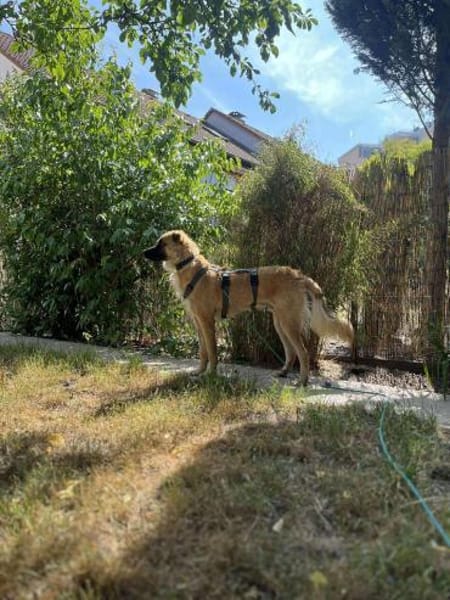 Amor - Herzenshund