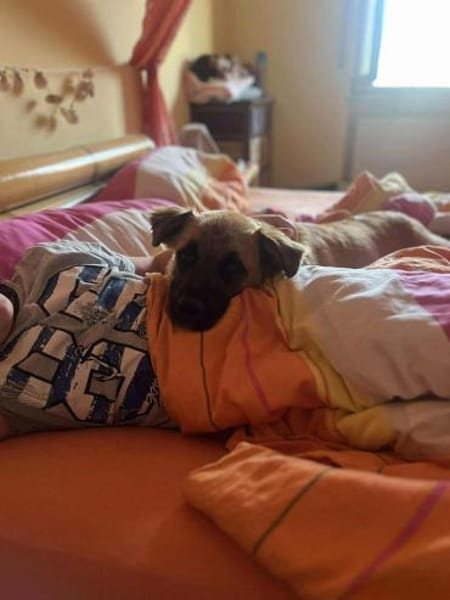 Amor - Herzenshund