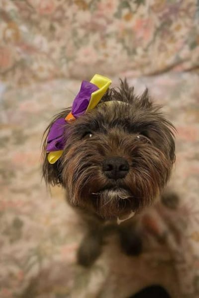 Frieda sucht liebevolles zu Hause