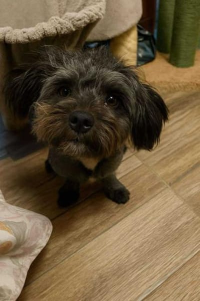 Frieda sucht liebevolles zu Hause