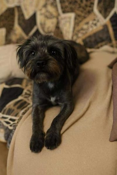 Frieda sucht liebevolles zu Hause