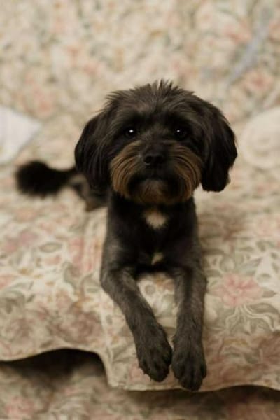 Frieda sucht liebevolles zu Hause