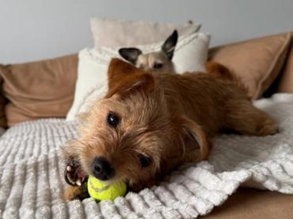 Lola möchte Ihre Familie bereichern
