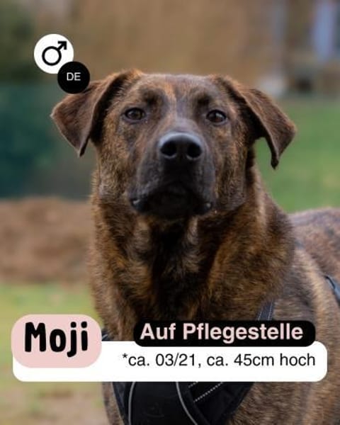 MOJI - treue Seele sucht sein zu Hause