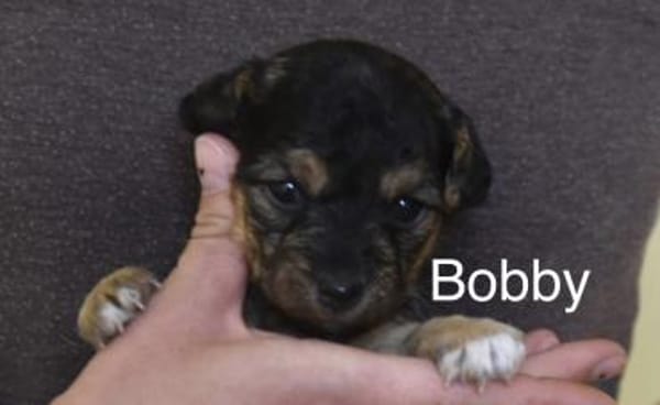 Bobby