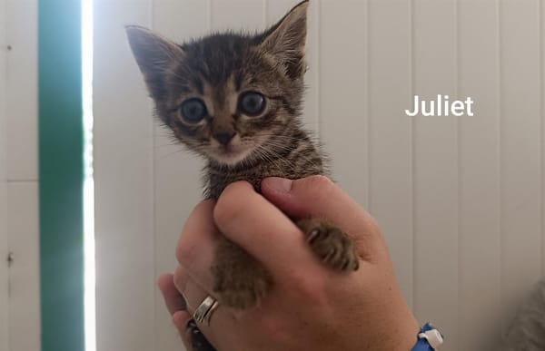 Juliet