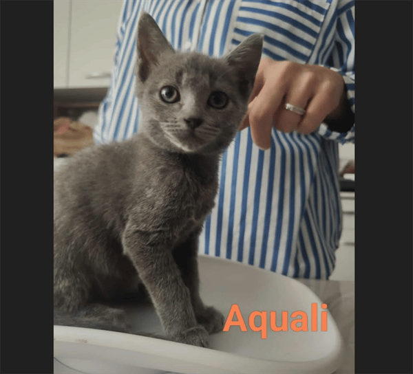 AQUALI (dossier en cours)