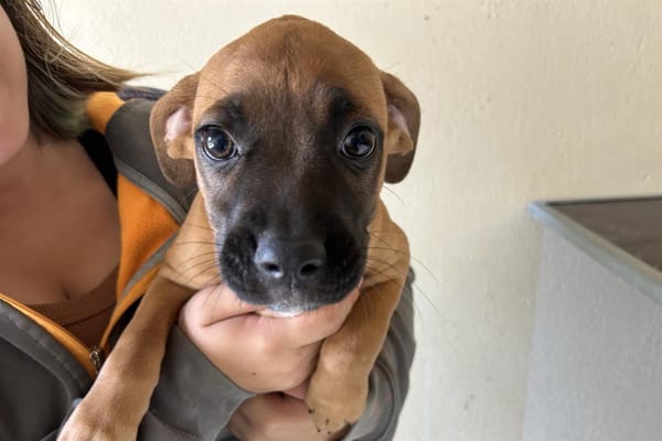 ALLY (en cours d'adoption)
