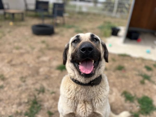 MAYA