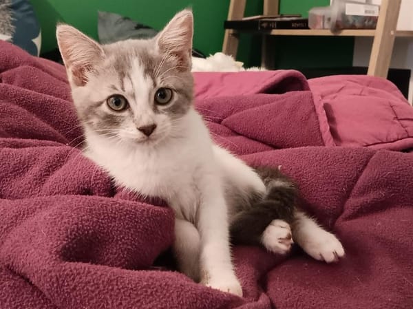 ELSA