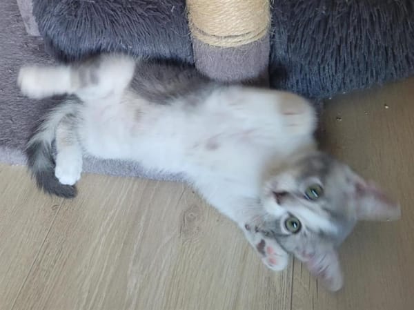 ELSA