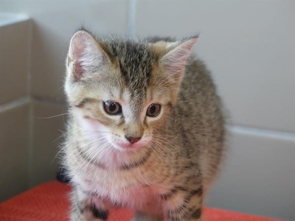 BORIS