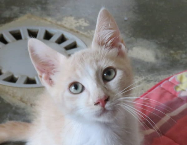 MAURICE