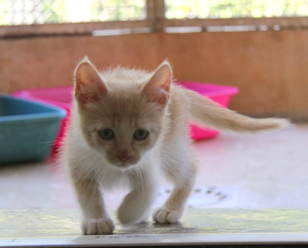 MAURICE