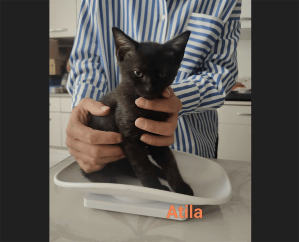 ATILA