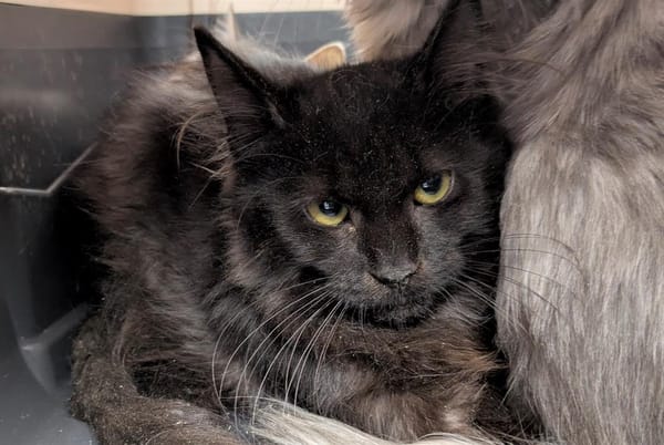 Melchior [Chaton]